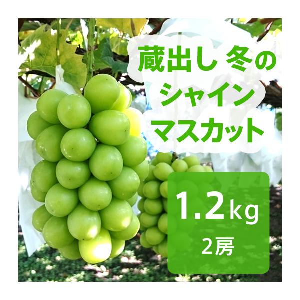 [Release date: November 20, 2025]長野県産 蔵出し 冬のシャインマスカット 約1.2kg（2房）大人気のシャインマスカットを採りたての鮮度を保ったままお届けします。特別な冷蔵庫で低温貯蔵する事で、冬でも採れた...