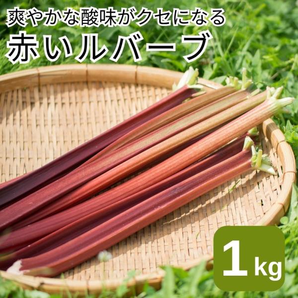 長野県産　赤いルバーブ 約1kg（冷蔵便・送料無料）スーパーレッド 野菜 栄養 食物繊維 お菓子作り 新鮮 産地直送