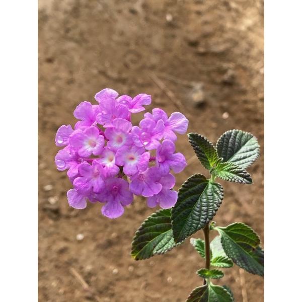 コバノランタナ（ピンク）10Potセット・苗　花　常緑つる植物　グランドカバー　（送料無料）