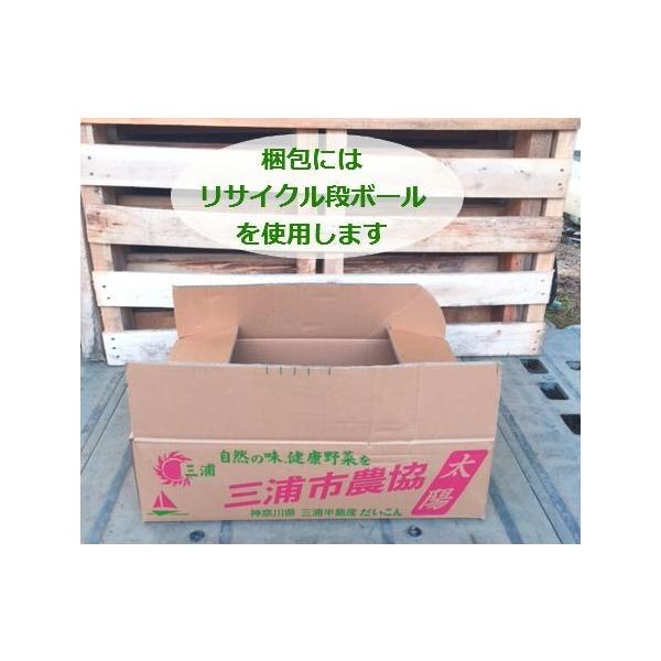 クリーピングタイム(ロンギカリウス)10Potセット・ハーブ苗 雑草対策 常緑 ピンク花 グランドカバー (送料無料) /【Buyee】 Servicio de proxy japonés クリーピングタイム(ロンギカリウス)10Potセット・ハーブ苗 雑草対策 常緑 ピンク花 グランドカバー (送料無料) /【Buyee】 Servicio de proxy japonés