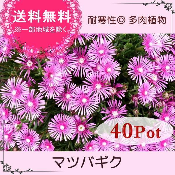 マツバギク40potセット 苗 多肉植物 セダム ピンク花 常緑 グランドカバー 送料無料 2296010 40 お台場ガーデンクラブ 通販 Yahoo ショッピング