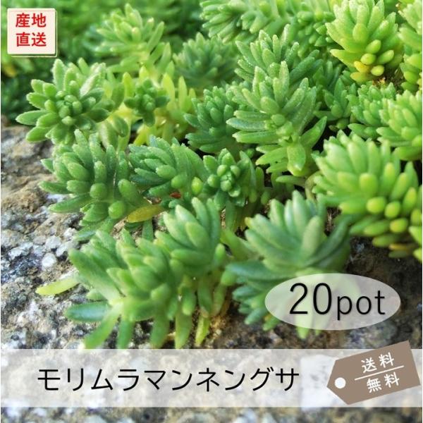 モリムラマンネングサpotセット 苗 多肉植物 セダム 常緑 グランドカバー 送料無料 お台場ガーデンクラブ 通販 Yahoo ショッピング