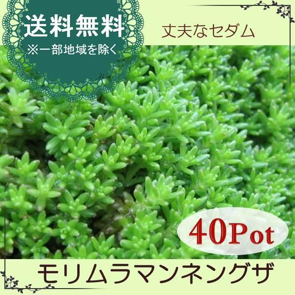 モリムラマンネングサ40potセット 苗 多肉植物 セダム 常緑 グランドカバー 送料無料 Buyee Buyee Japanese Proxy Service Buy From Japan Bot Online