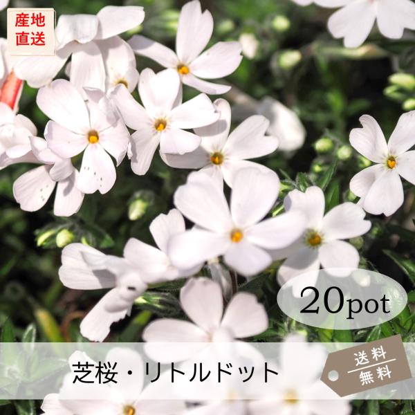 芝桜・リトルドット(白)20Potセット 苗 花 花苗 シバザクラ 白 芝桜・リトルドット(白)20Potセット 苗 花 花苗 シバザクラ 白