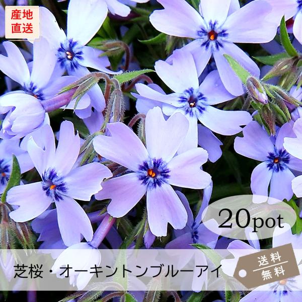 シバザクラ・オーキントンブルーアイ（青）20Potセット・苗　花　芝桜　常緑　グランドカバー　（送料無料）