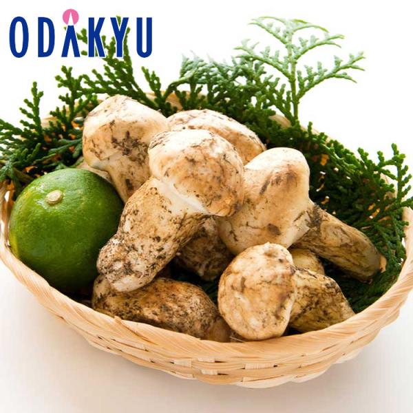 秋の味覚 特別販売会 北米産 まつたけ 1等 約500g 10月上旬以降順次お届け※北海道・四国・九州・沖縄・離島へは届不可 直