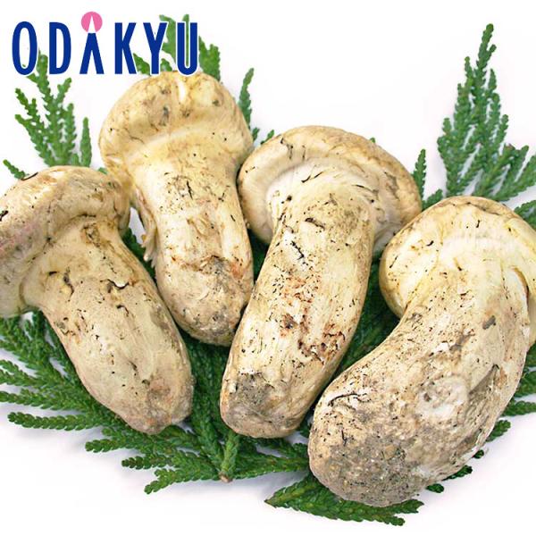 秋の味覚 特別販売会 北米産 まつたけ 2等 約500g 10月上旬以降順次お届け※北海道・四国・九州・沖縄・離島へは届不可 直