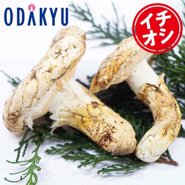 秋の味覚 特別販売会 北米産 まつたけ おまかせ 約400g 10月上旬以降順次お届け※北海道・四国・九州・沖縄・離島へは届不可 直