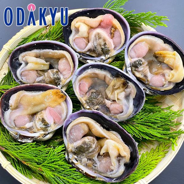 お取り寄せ グルメ 産地直送 送料無料 愛知三河湾産 天然大あさり