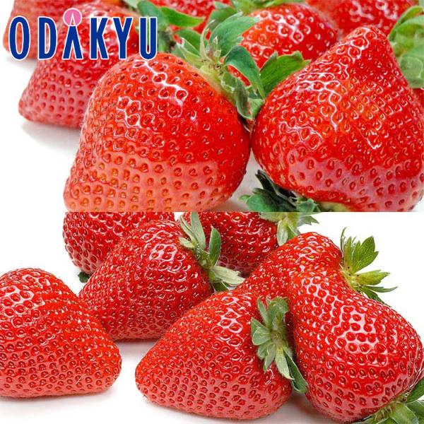 産地：あまおう：福岡県産とちおとめ：茨城県産他重さ：約0.5kg等級：A品以上内容：福岡県産「博多あまおう」×1パック茨城県産他「とちおとめ」×1パック