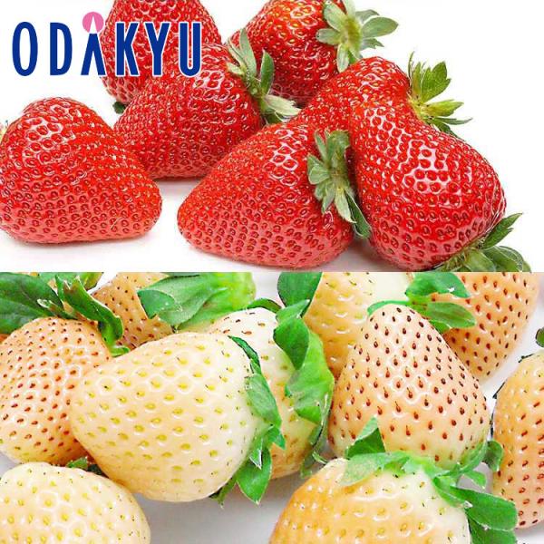 産地：佐賀県他重さ：約0.4kg等級：A品以上内容：佐賀県産他「淡雪」×1パック茨城県産他「とちおとめ」×1パック