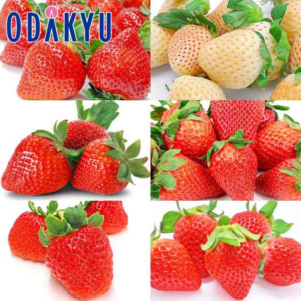 産地：福岡県長崎県熊本県佐賀県重さ：約1.4kg等級：A品以上内容：福岡県産「あまおう」×1パック長崎県産「ゆめのか」×1パック熊本県産「ひのしずく」×1パック佐賀県産「淡雪」×1パック佐賀県産「いちごさん」×1パック熊本県産「ゆうべに」×...