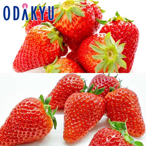 産地：静岡県重さ：約1kg等級：A品以上内容：静岡県産「紅ほっぺ」×2パック静岡県産「きらぴ香」×2パック