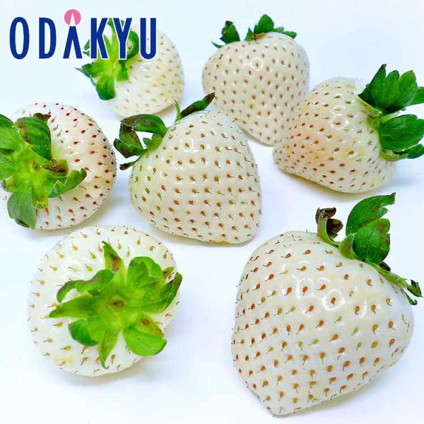 産地：佐賀県重さ：約0.7kg内容：佐賀県産「雪うさぎ」もしくは「天使の実」9粒~15粒入り