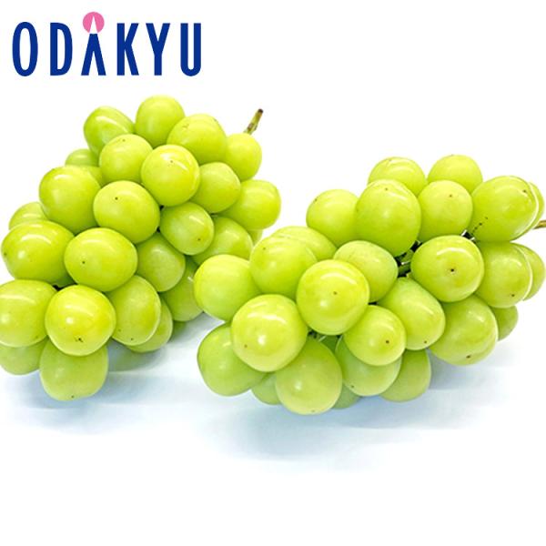 ブドウ 送料無料 山梨県産 山梨県産 シャインマスカット2房 450g以上×2房 約7から12日での届 沖縄・離島届不可 直