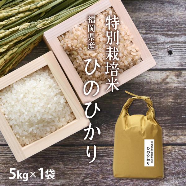米 5kg ひのひかり特別栽培米 5kg×1袋 令和7年産/ お取り寄せグルメ 特A 福岡県 特別栽培米 たごもり農園 父の日 ギフト お祝い