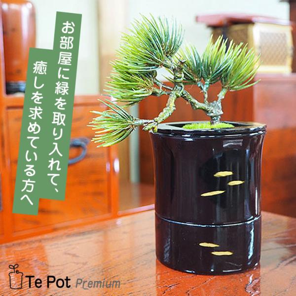 Te Pot Premium テポット プレミアム 室内 プランター おしゃれ 手のひらサイズ 木製 プランター鉢 根来塗 紀州漆器 世界遺産 熊野古道 檜 送料無料