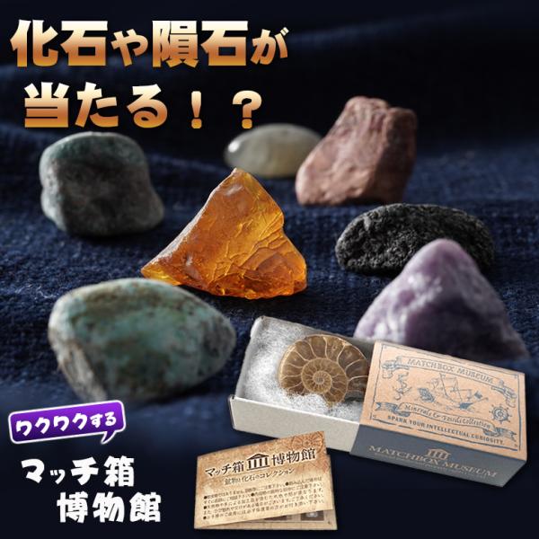 【送料250円でまとめて発送！】化石や鉱物が入っているマッチ箱博物館　鉱物と化石のコレクション 鉱物 化石 隕石 虫 石 アンモナイト 自由研究 宝石 ギフト