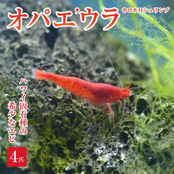 オパエウラ 4匹 ホロホロシュリンプ ピクシーシュリンプ スカーレットシュリンプ ボトルリウム ビーシュリンプ ハワイ原産のエビ エビ水槽 エビ飼育 EcoSPHERE