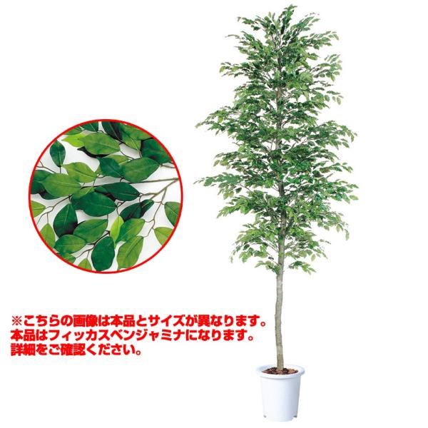 15号 観葉植物の人気商品 通販 価格比較 価格 Com