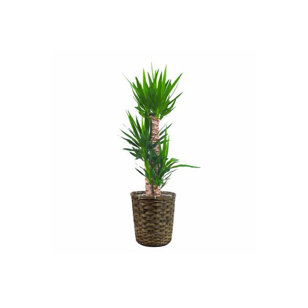観葉植物 生木 樹木 ユッカ 高さ約1000mm Sサイズ : オフィス家具通販