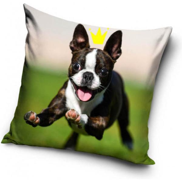犬　子犬　ボストンテリア　クッション　枕　背あて　40cm x 40cm