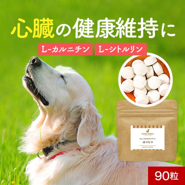 ペットサプリもぐもぐ ポイントアップ 犬 サプリ L-カルニチン