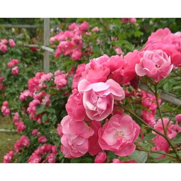 アンジェラ バラ苗 つるバラ 大苗 Buyee Buyee Japanese Proxy Service Buy From Japan Bot Online