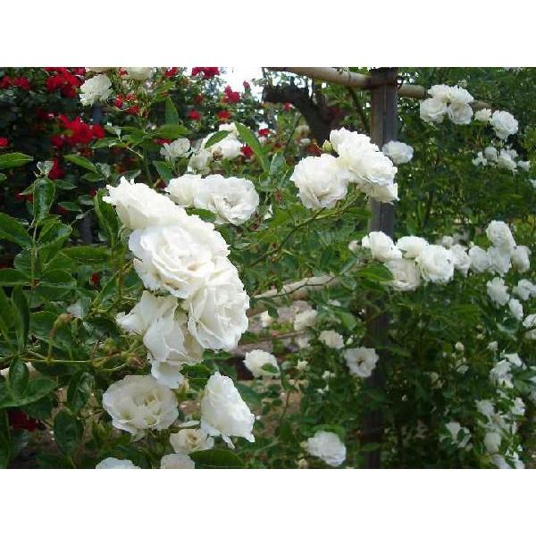 苗 つるバラ トゲが少ないの人気商品 通販 価格比較 価格 Com