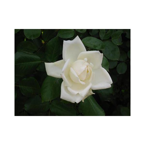 苗 つるバラ 白の人気商品 通販 価格比較 価格 Com