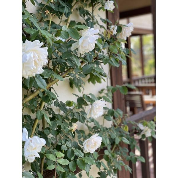 マダム アルフレッド キャリエール バラ苗 つるバラ 大苗予約 大神ファームyahoo 店 通販 Yahoo ショッピング