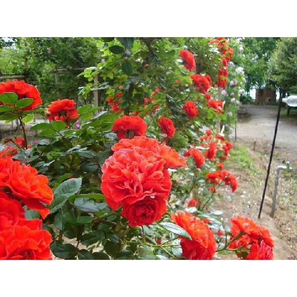 つるオレンジメイアンディナ バラ苗 つるバラ 大苗予約 大神ファームyahoo 店 通販 Yahoo ショッピング
