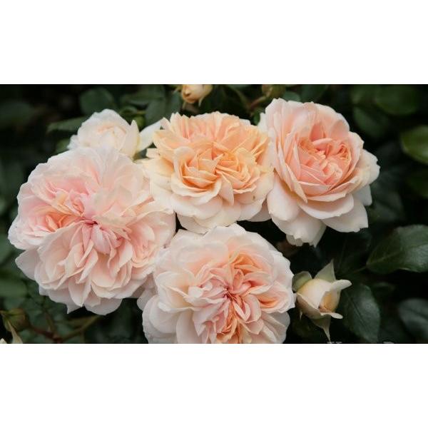 ガーデン・オブ・ローゼズ（バラ苗：四季咲き中輪房咲き系） 大苗