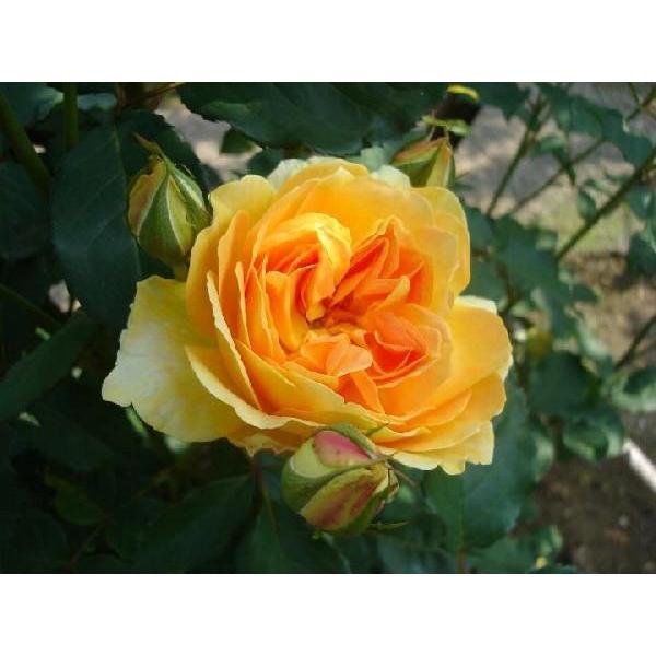 Molineux花色：鮮烈な黄色　香り★★★　四季咲き　花径6〜8cm花壇やボーダーに適した優秀なバラ。開花には抜群の自由さと連続性があります。樹形は均整のとれた直立状。病気は僅少または皆無。独特なティーローズ香をもちます。樹形120×75