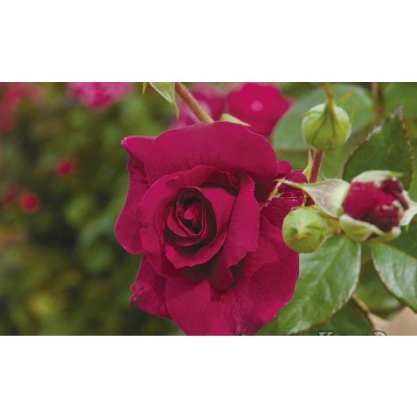 イントゥリーグ バラ苗 四季咲き中輪房咲き系 大苗 大神ファームyahoo 店 通販 Yahoo ショッピング