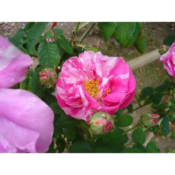 ロサ ガリカ ウェルシコロル オールドローズ苗