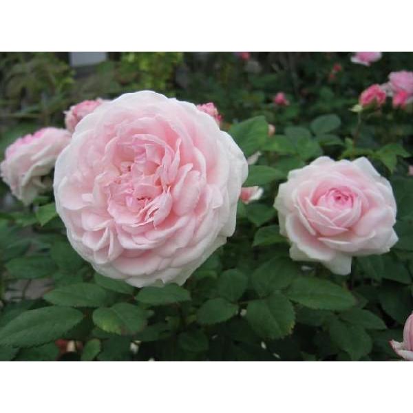 粉粧楼 フン ショウ ロウ バラ苗 オールドローズ 大苗予約 大神ファームyahoo 店 通販 Yahoo ショッピング