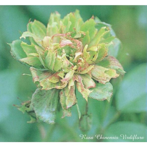 ロサ・キネンシス・ヴィリディフローラ（バラ苗：オールドローズ