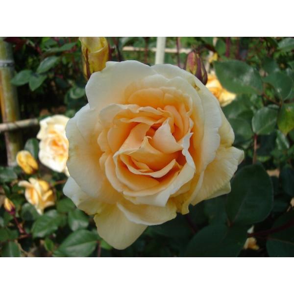 ogafarm_10000223