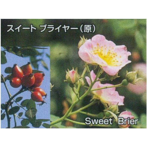 バラ　大苗　sweet harper 断捨離　激レア ロサ・エグランテリア（バラ苗：オールドローズ） 大苗予約 : 大神