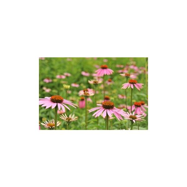エキナセア プルプレア ハーブ苗 Buyee Buyee Japanese Proxy Service Buy From Japan Bot Online