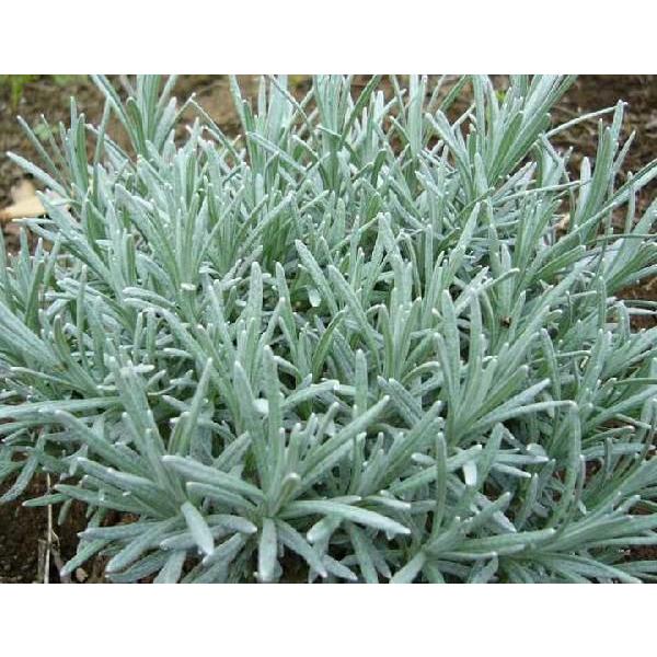 Curry Plant学名：Helichrysum angustifoliumキク科　ムギワラギク属　多年草銀灰色〜銀緑色で針状の葉は互生し、茎頂部に筒状の黄色い頭花を散房状につける。葉にはカレーのような強い香りがある。茎葉は生長期であれば...