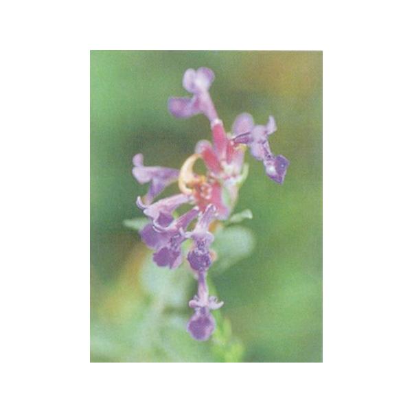 Catnip和名：イヌハッカ学名：Neputa Catariaシソ科　イヌハッカ属　多年草茎葉にはネコの好む芳香があるので食べられることもある。葉は生か、開花直前に刈り取って乾燥保存して利用。茎は直立してよく枝分かれし、先端に輪散花序の白い...