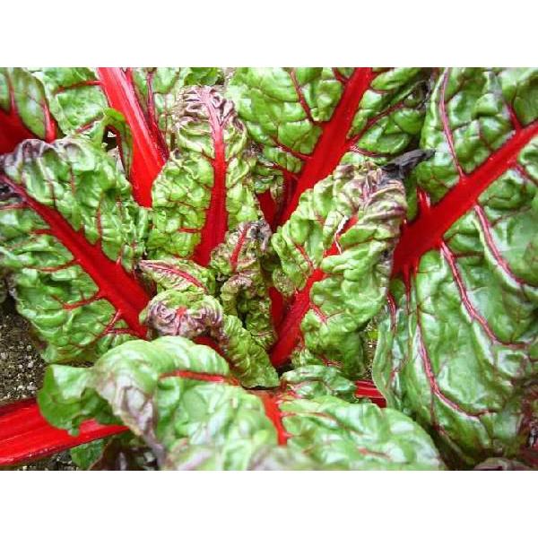 Swiss Chard(rhubarb red)別名：ルバーブチャード学名：Beta vulgarisアカザ科　Beta属　多年草真っ赤で鮮やかな茎がひときわ目をひきます。最近では、イタリアンレストランではよく目にするサラダに入れてもおいし...