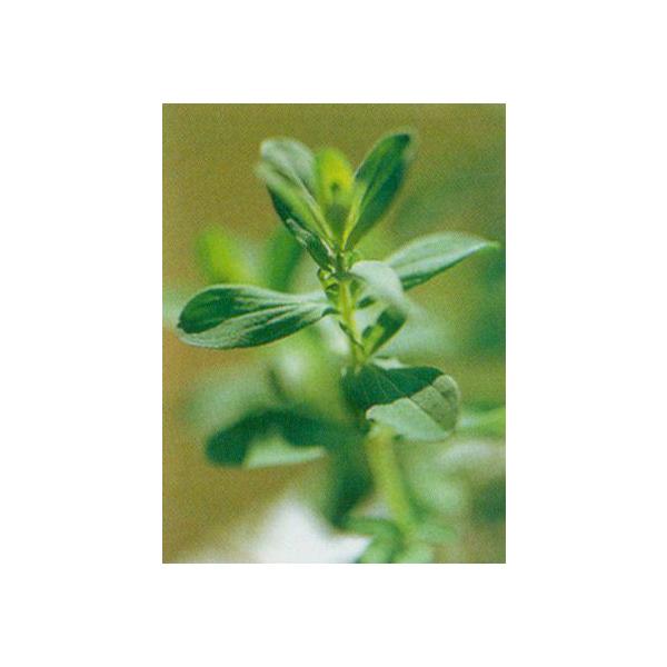 St Jone's Wort別名：セイヨウオトギリソウ/ヒペリコン学名：Hypericum perforatumオトギリソウ科　オトギリソウ属　多年草スーとした独特の香りを持つハーブです。少し苦味があり、爽やかな香りのハーブティーは薬効が高...