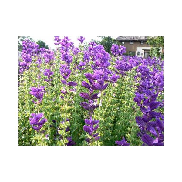 ペインテッドセージ3色セット 紫 ピンク 白 ハーブ苗 大神ファームyahoo 店 通販 Yahoo ショッピング