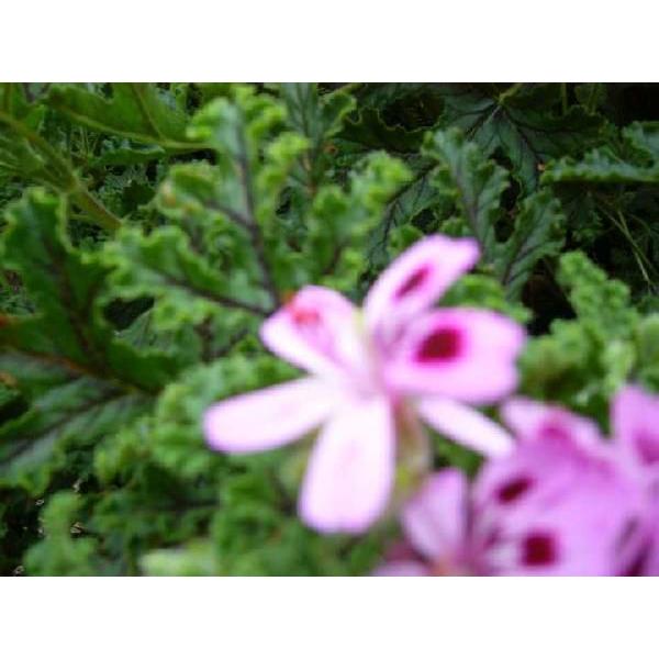 チョコレートミントゼラニウム ハーブ苗 大神ファームyahoo 店 通販 Yahoo ショッピング