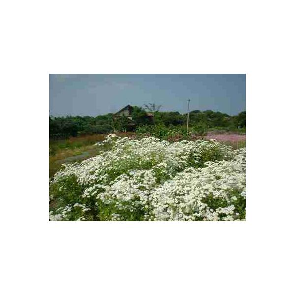 Feverfew学名：Tanacetum parthenium分類：キク科　ヨモギ属/多年草別名：フェザーフュー和名：ナツシロギク小さなデイジーのような花は愛らしく、花束にも使いやすく、夏の花壇に爽やかに映えます。高さ30〜80cm、茎は上...