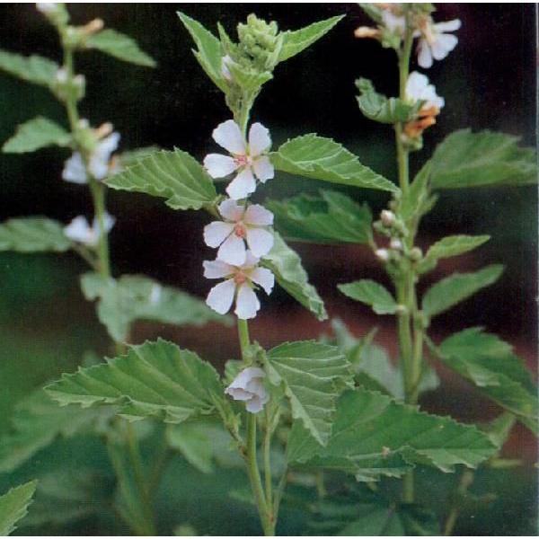 Marsh Mallow学名：Althaea officinalis分類：アオイ科・タチアオイ属/多年草別名：スイートウィード和名：ウスベニタチアオイふわふわのマシュマロは、昔はこの根から作られた、のどのための食べものでした。黄泉の国への旅...