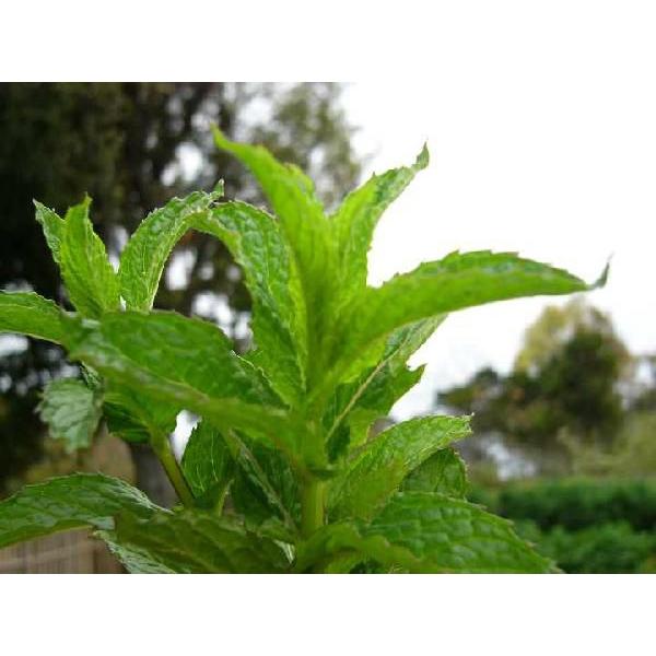 Spear Mint学名：Mentha spicata分類：シソ科・ハッカ属/多年草別名：グリーンミント和名：ミドリハッカミントの原点昔からの品種です。グリーンミントとも呼ばれ、香りには甘さと、爽やかな清涼感があふれています。鮮やかな緑色の...